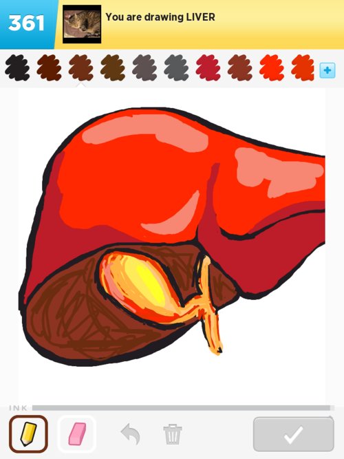 500x667 liver drawings - Liver Drawing