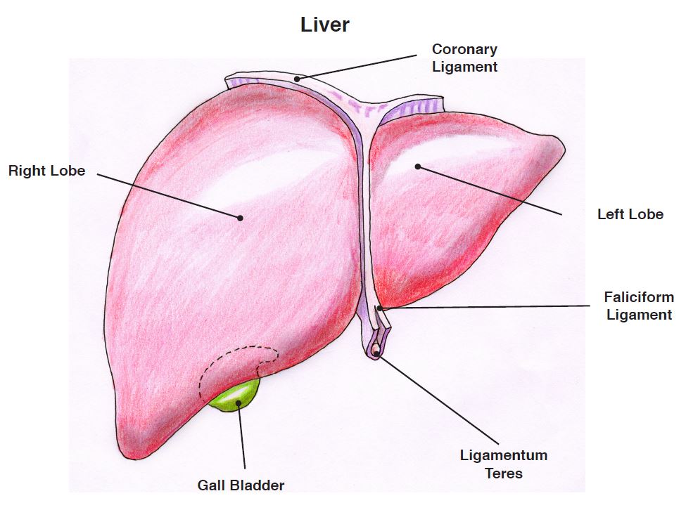 Liver Diagram Simple - The Liver Structure Function And Disease