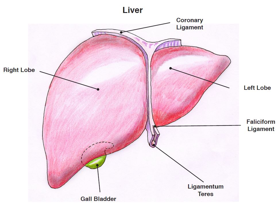 Simple Diagram Of Liver