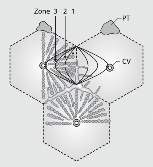 497x544 a schematic drawing of 'simple liver acinus grouped around - Liver Drawing