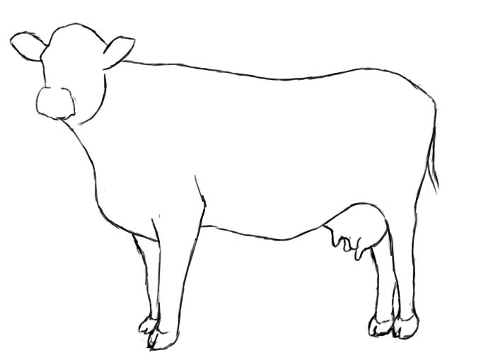 680x509 How To Draw A Cow Drawing Drawings, Cow Drawing, Cow - Livestock Drawing