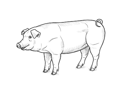 400x277 How To Draw A Cow - Livestock Drawing