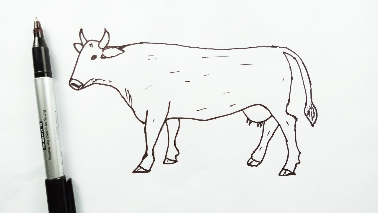 1280x720 How To Draw A Cow Step - Livestock Drawing