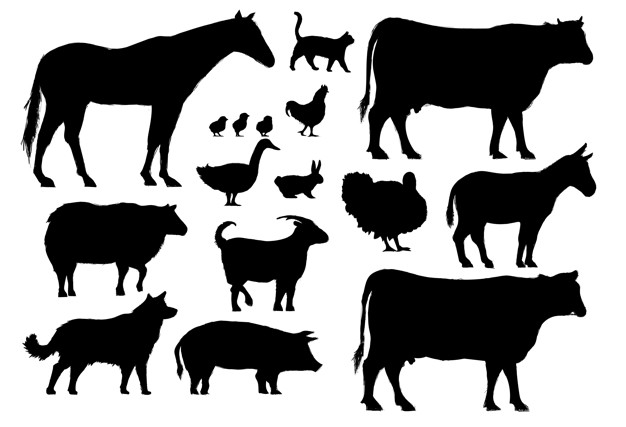 626x427 Illustration Drawing Style Of Farm Animals Collection Vector - Livestock Drawing
