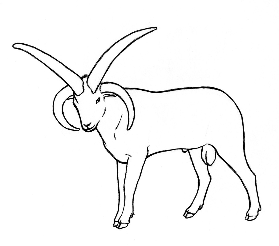 906x800 Non Goat Drawings - Livestock Drawing