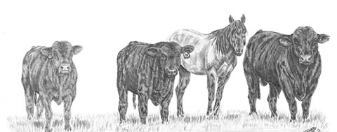 480x189 Dog Drawing Critique Drawing From Line To Life - Livestock Drawing