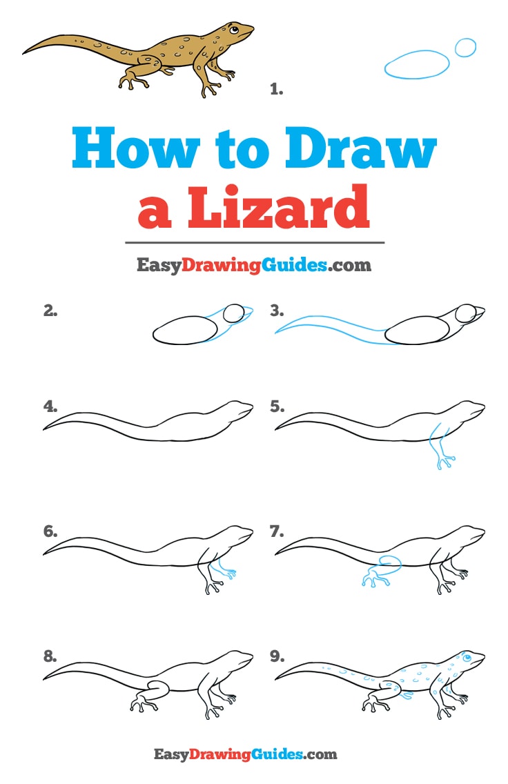 736x1136 How To Draw A Lizard - Lizard Drawing