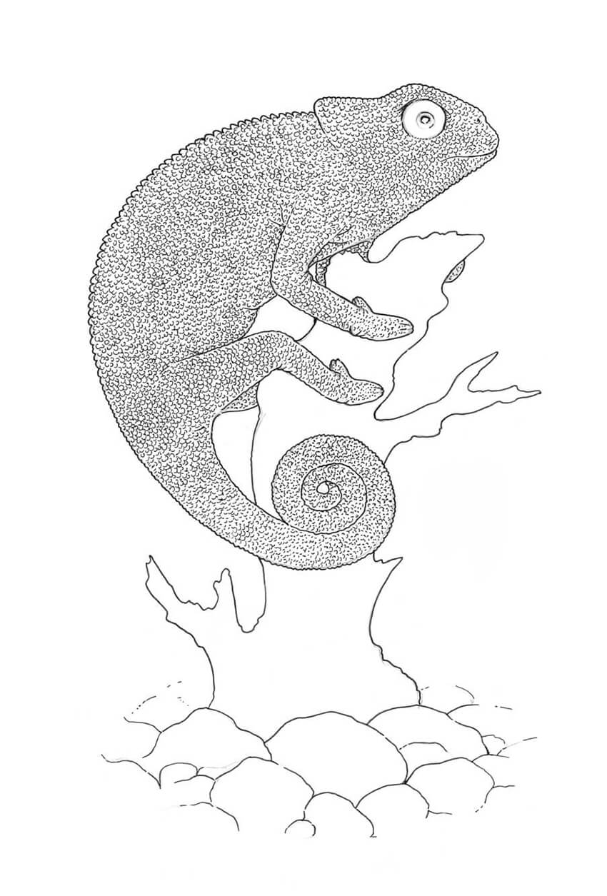850x1255 How To Draw A Lizard With Ink Liners - Lizard Drawing
