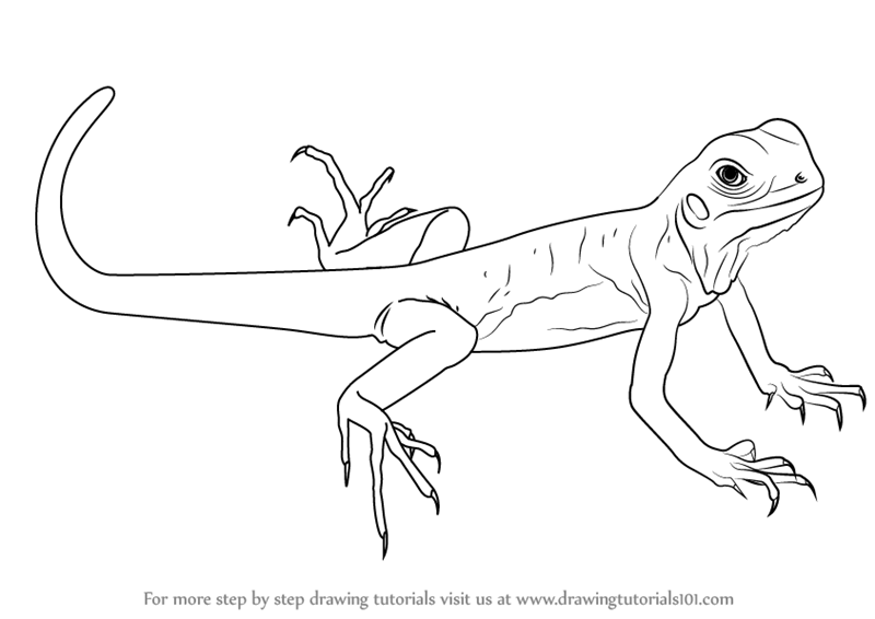 800x566 Learn How To Draw A Green Lizard - Lizard Drawing