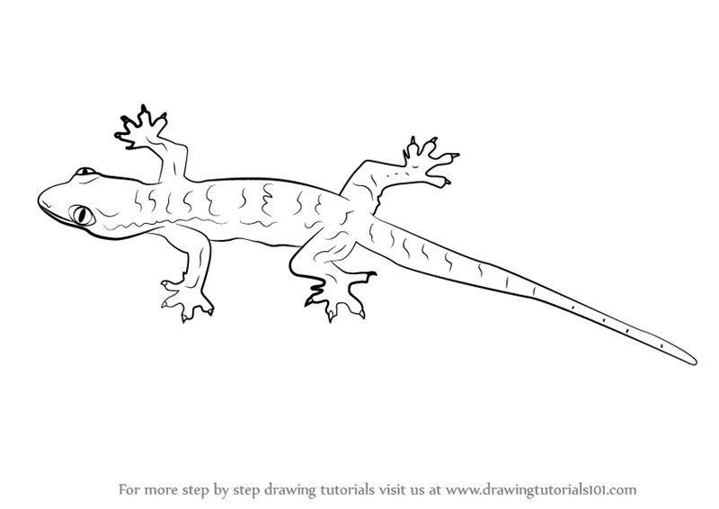 800x566 Learn How To Draw A Lizard - Lizard Drawing