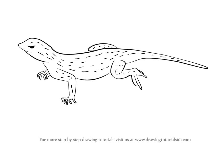 800x565 learn how to draw an uma lizard - Lizard Drawing