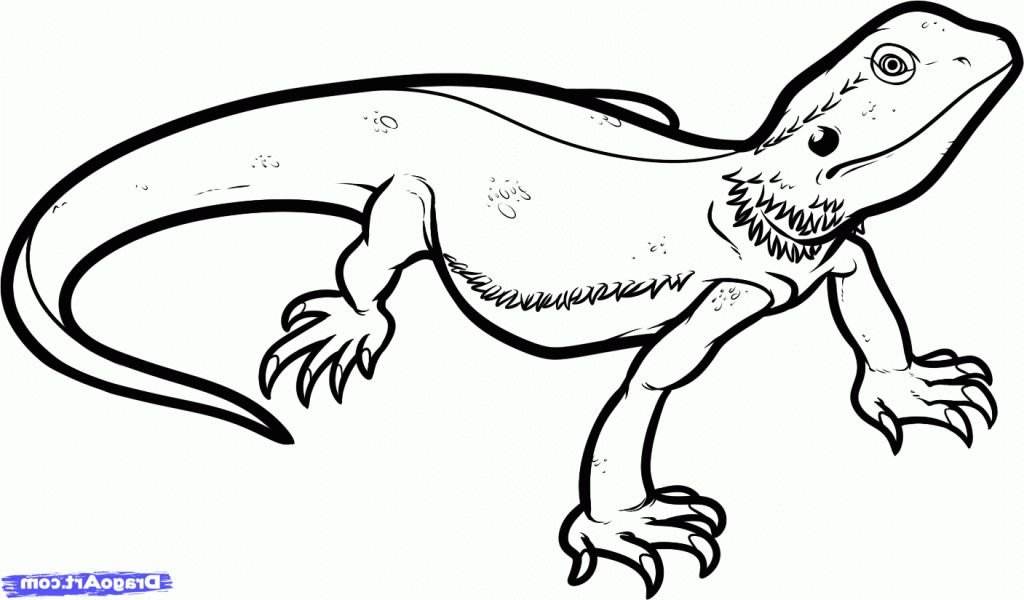 1024x600 Simple Lizard Drawing - Lizard Drawing