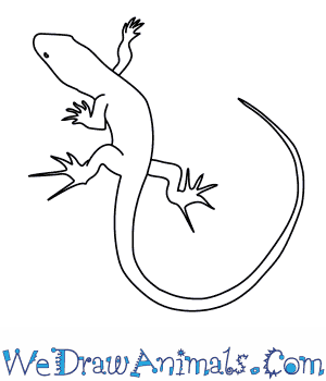 300x350 How To Draw A Bedriaga's Rock Lizard - Lizard Drawing