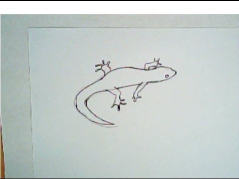 480x360 How To Draw A Lizard - Lizard Drawing For Kids