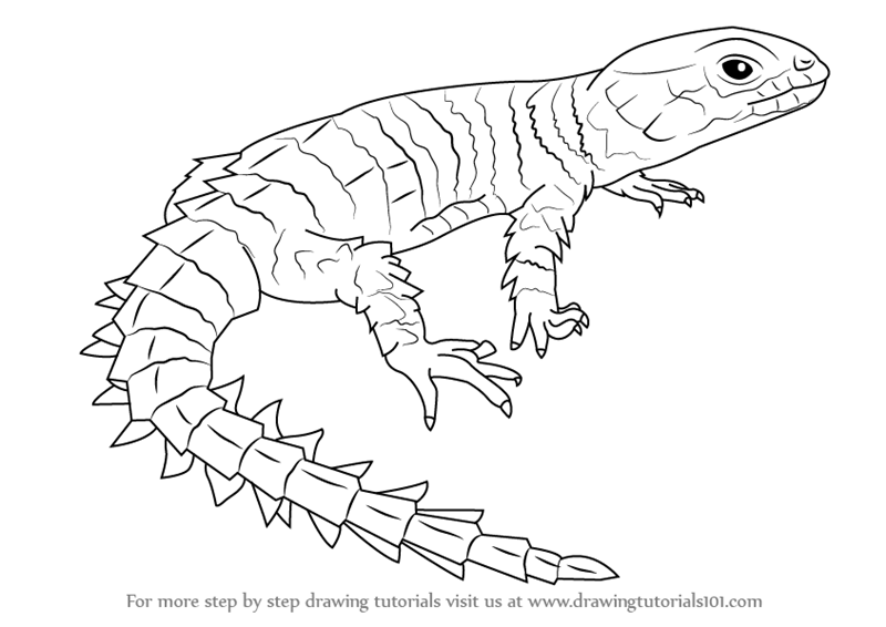 800x566 Learn How To Draw An Armadillo Girdled Lizard - Lizard Drawing For Kids