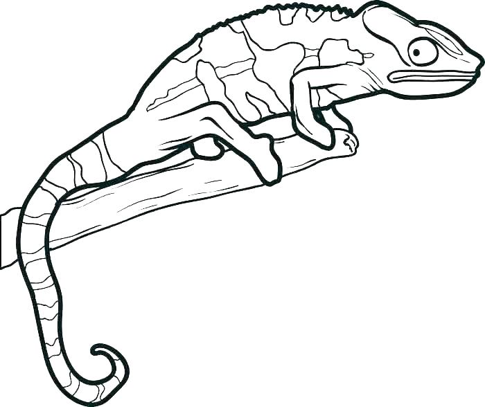700x588 Lizard Coloring Pages Gecko Coloring - Lizard Drawing For Kids