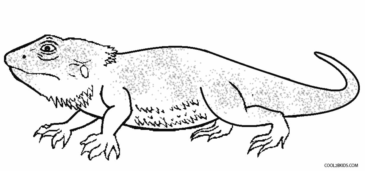 1227x576 Printable Lizard Coloring Pages For Kids Horned - Lizard Drawing For Kids