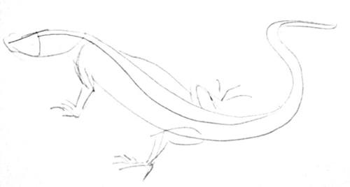 500x268 How To Draw A Monitor Lizard - Lizard Drawing Outline