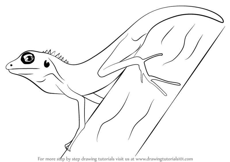 800x565 Learn How To Draw A Changeable Lizard - Lizard Drawing Outline