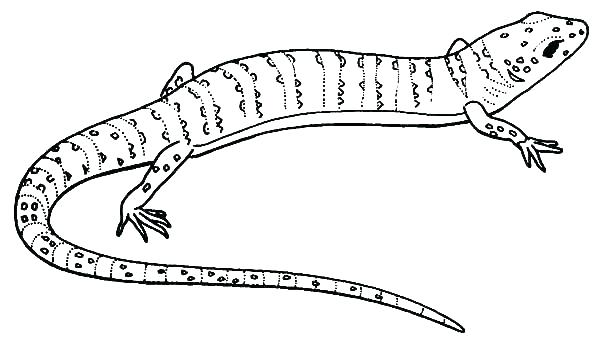 600x344 Coloring Pages Of Lizards Lizard Drawing Outline - Lizard Drawing Outline
