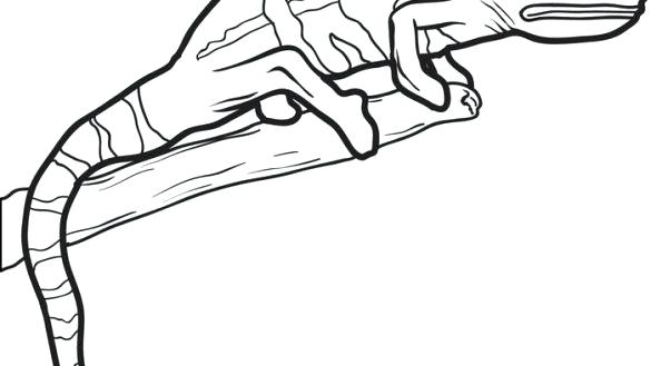 585x329 Coloring Pages Online Games Unblocked For Kids Summer Peaceful - Lizard Drawing Outline