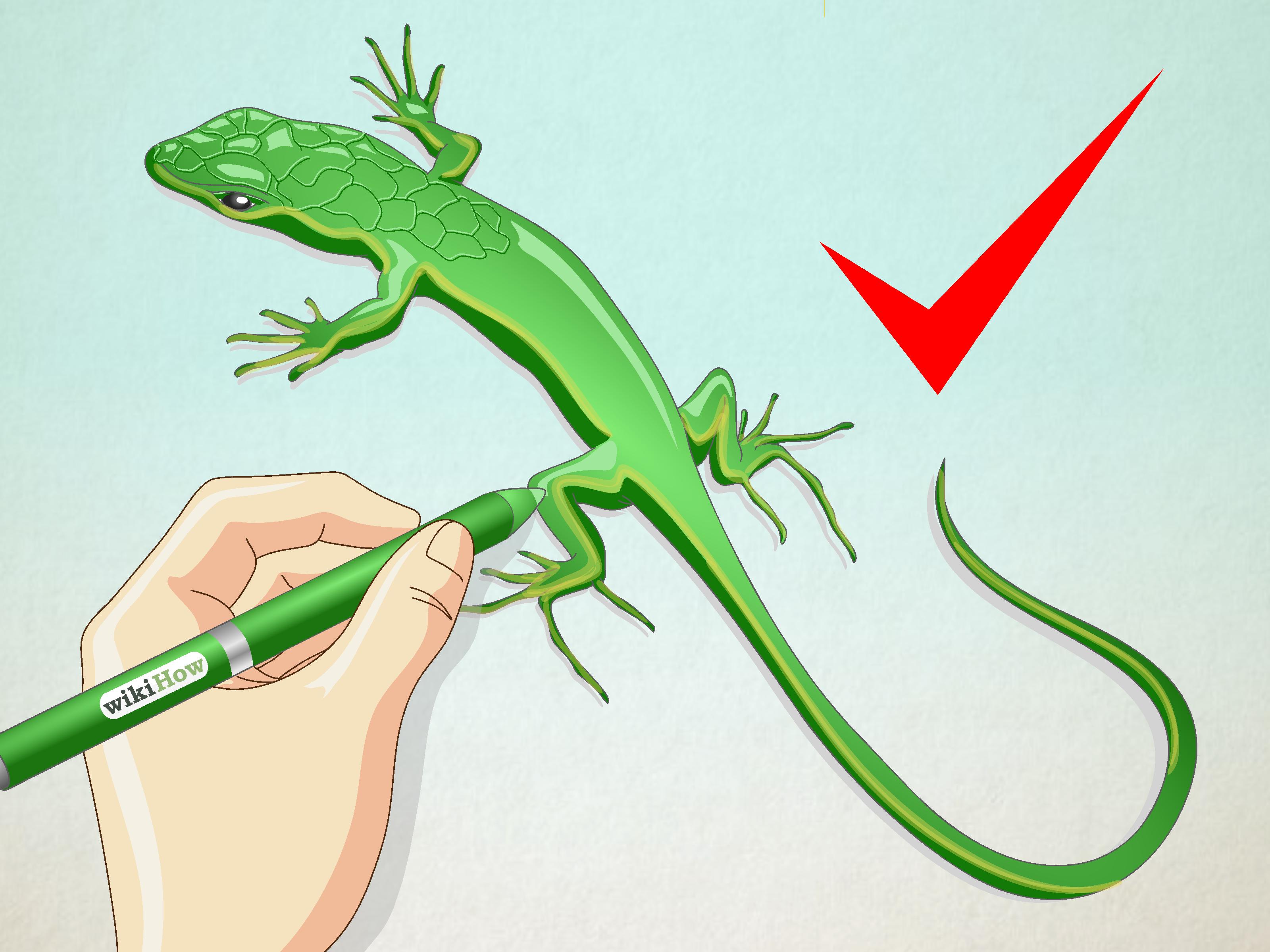 3200x2400 how to draw a lizard - Lizard Drawing Pictures