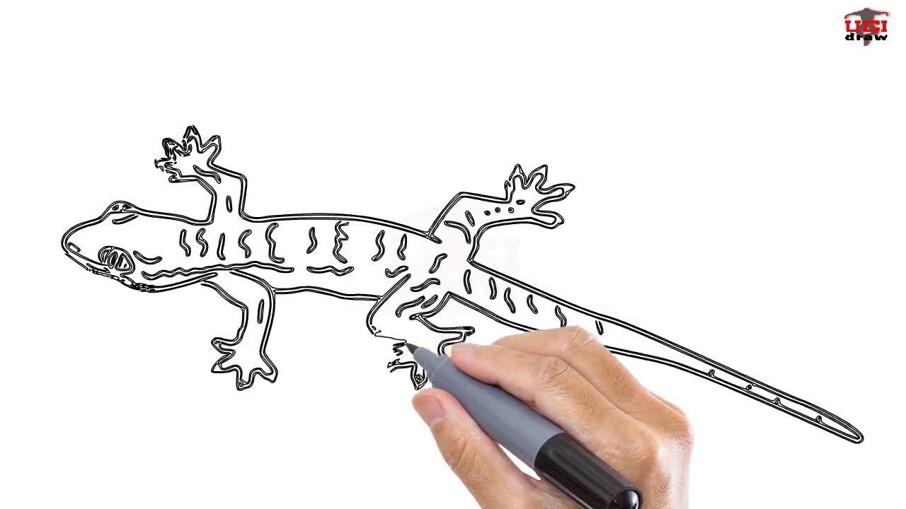 1280x720 how to draw a lizard easy step - Lizard Drawing Pictures