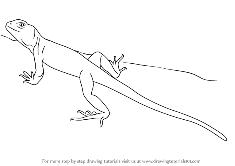 800x566 learn how to draw a collared lizard - Lizard Drawing Pictures