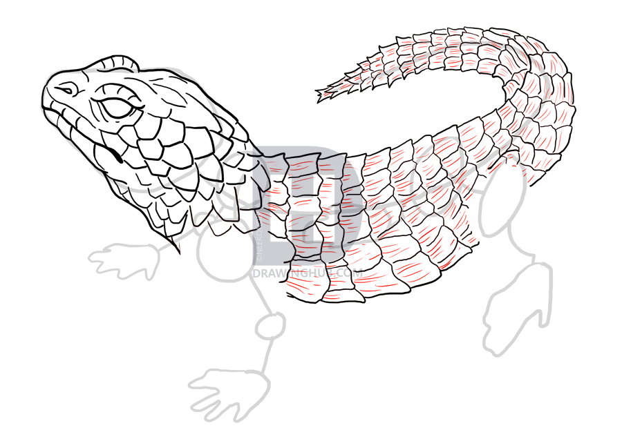 900x636 how to draw lizards, step - Lizard Drawing Pictures