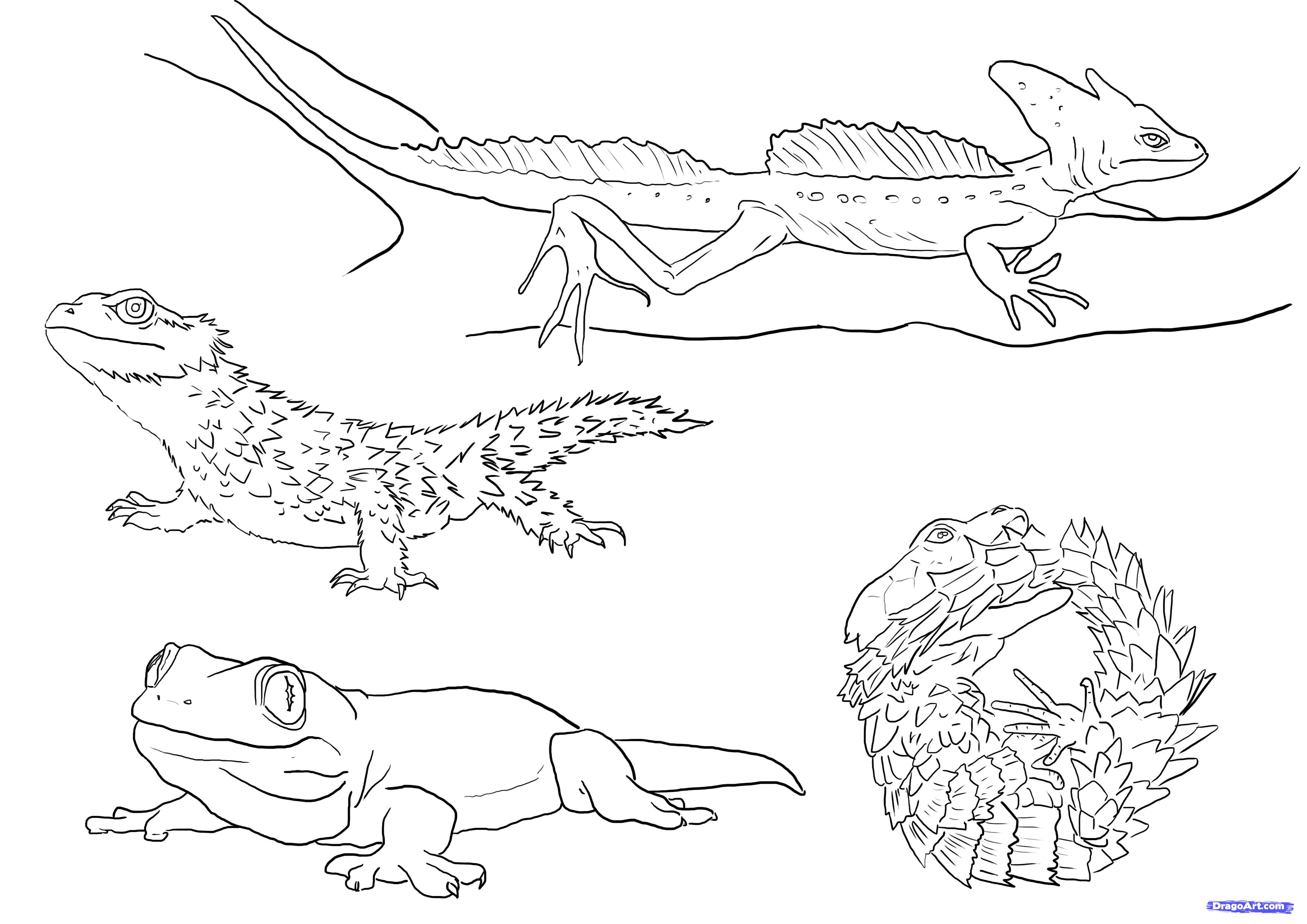 Рептилии раскраска для детей