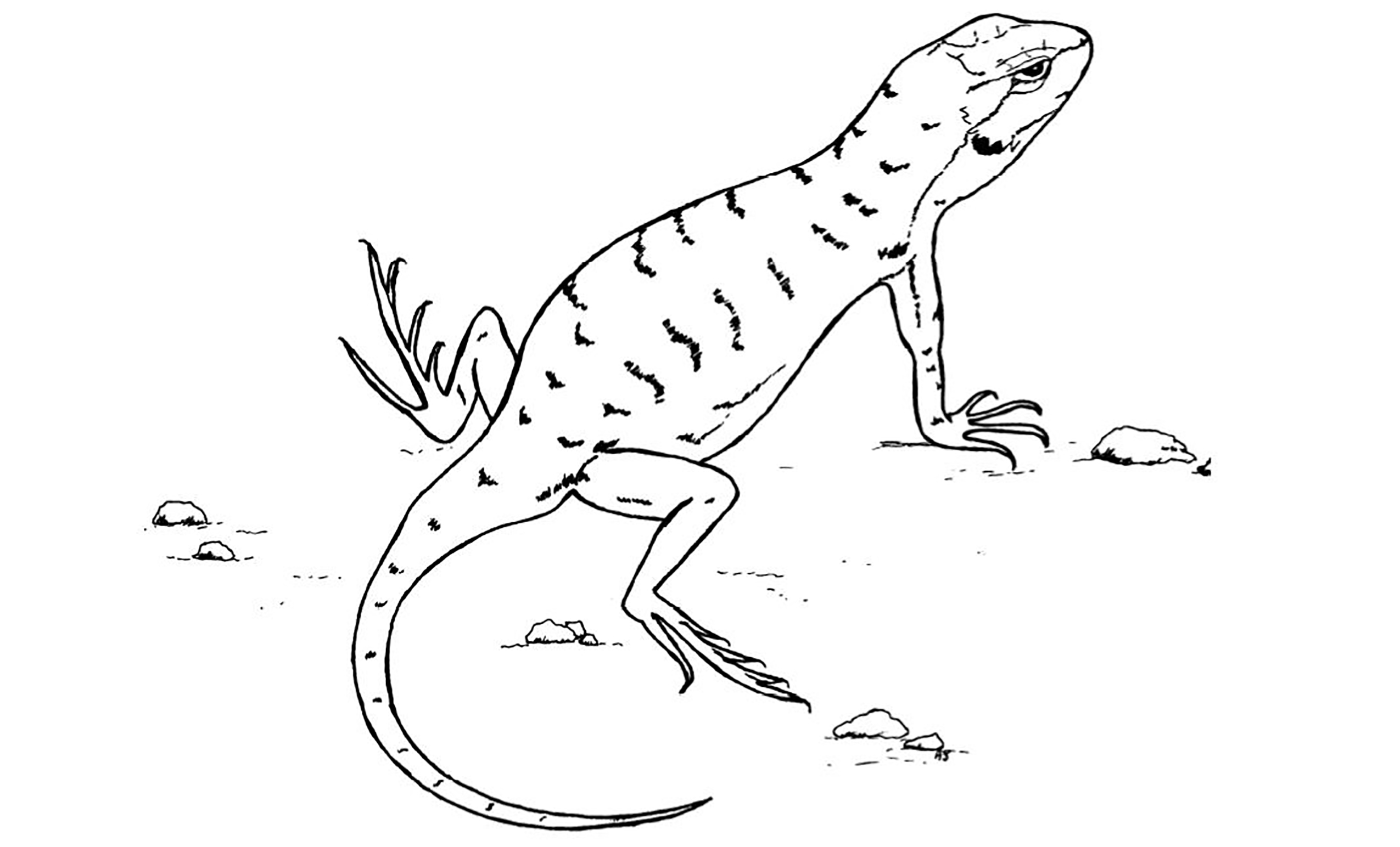 Lizard Line Drawing at Explore collection of