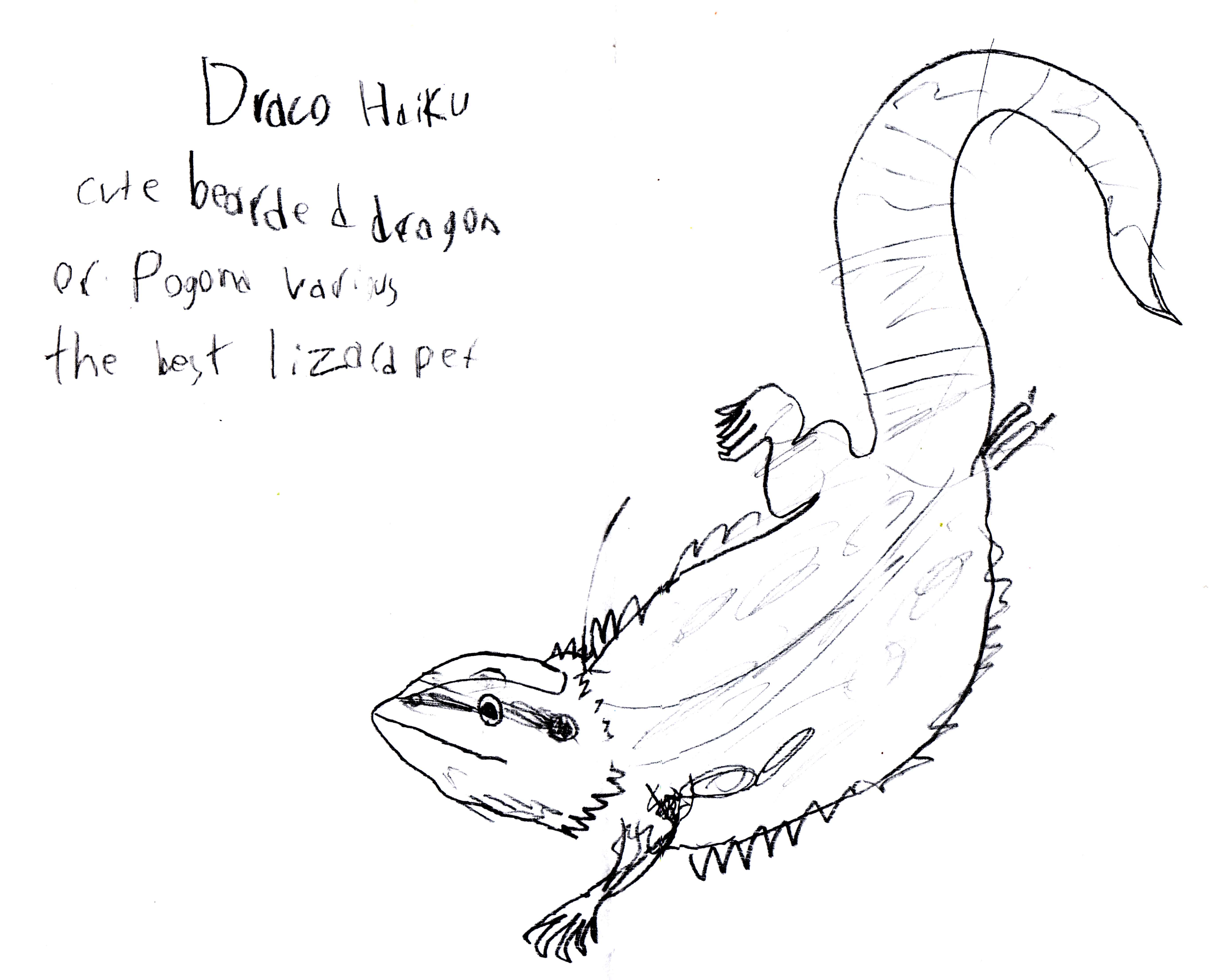 5480x4432 Draco Haiku - Lizard Line Drawing
