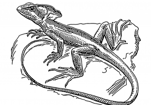 300x210 drawing of lizard lizard - Lizard Line Drawing