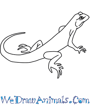 300x350 How To Draw A Green Lizard - Lizard Line Drawing