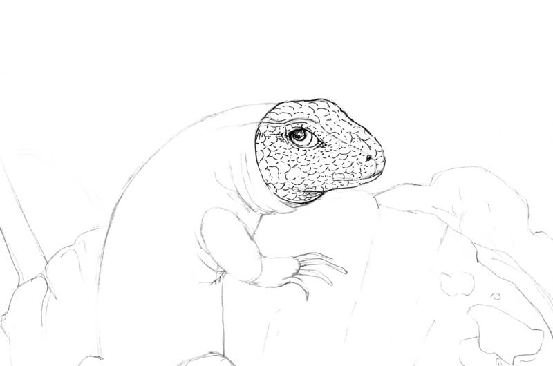 Lizard Line Drawing at Explore collection of Lizard Line Drawing