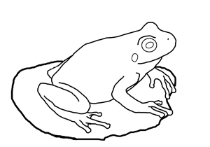 300x210 amphibian and reptile coloring pages - Lizard Line Drawing