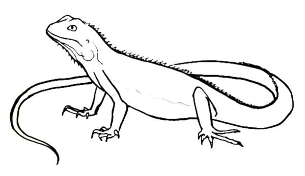 599x347 Iguana Line Drawing - Lizard Line Drawing