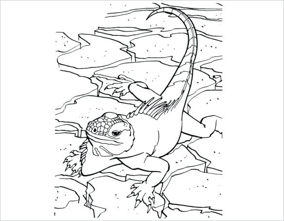 Lizard Line Drawing at PaintingValley.com | Explore collection of