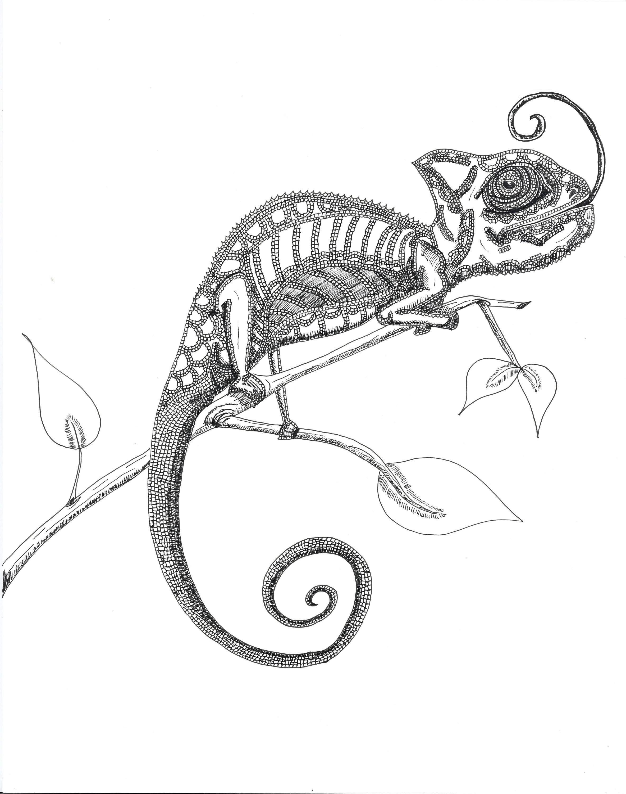 Lizard Line Drawing at Explore collection of