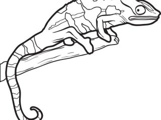 320x240 Coloring Pages Of Lizards Lizard Outline Drawing - Lizard Outline Drawing