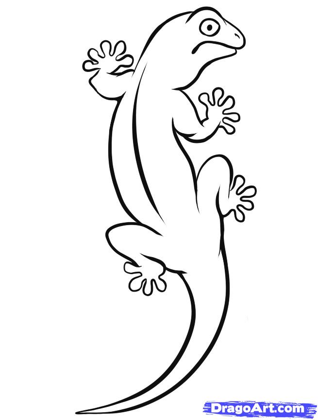 Lizard Outline Drawing at Explore collection of