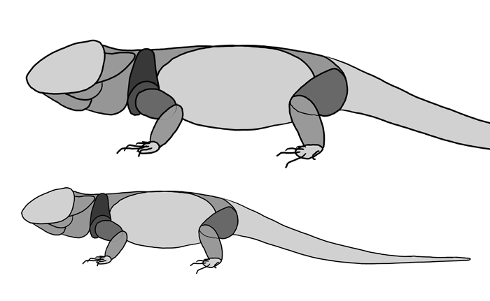 700x431 How To Draw Lizards - Lizard Outline Drawing