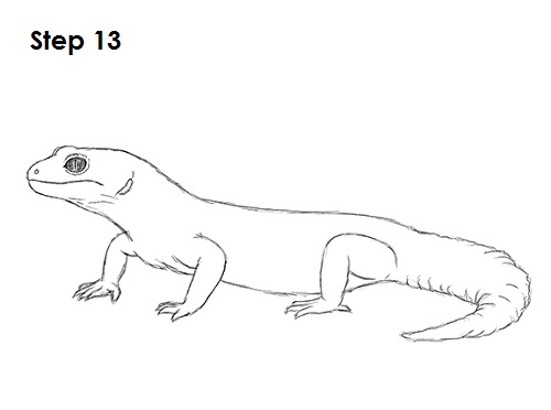 500x372 Huge Collection Of 'lizard Line Drawing' Download More Than - Lizard Outline Drawing