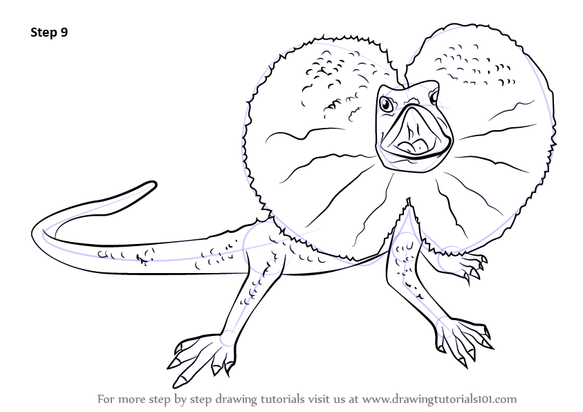 843x596 Learn How To Draw A Frilled Lizard - Lizard Outline Drawing