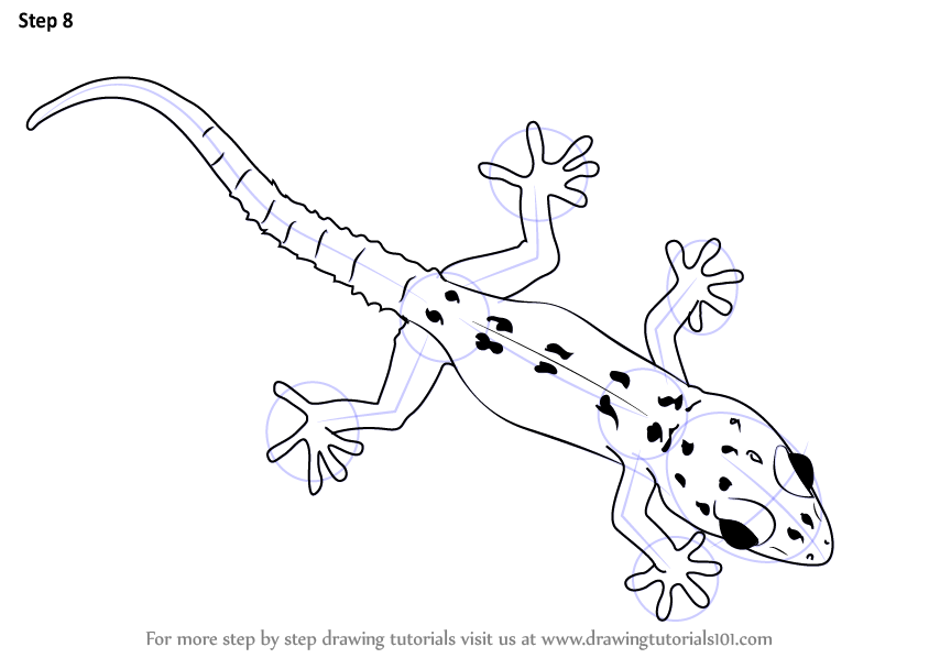 844x598 Learn How To Draw A Gecko - Lizard Outline Drawing
