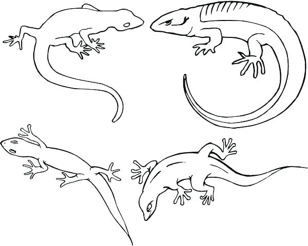 600x480 Lizard Coloring Pages Sheet Preschool Outline Drawing - Lizard Outline Drawing