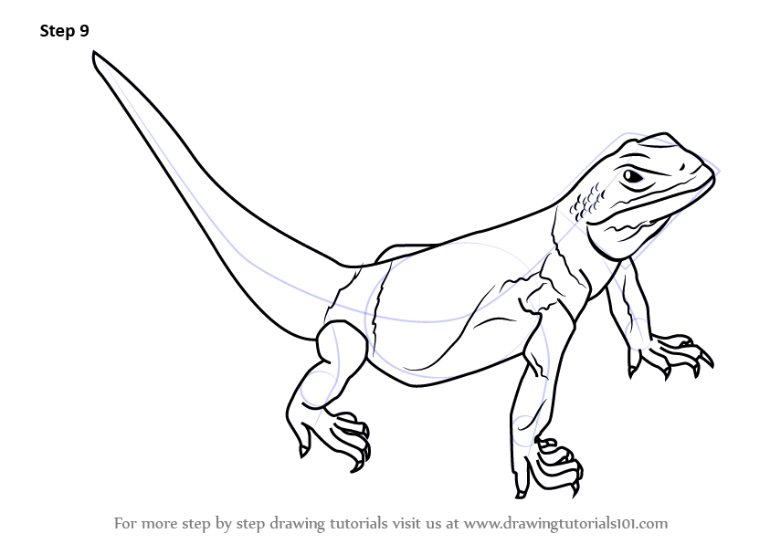 843x596 Lizard Outline Drawing - Lizard Outline Drawing