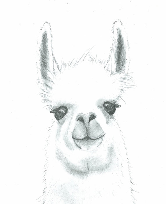 Llama Drawing At Explore Collection Of Llama Drawing