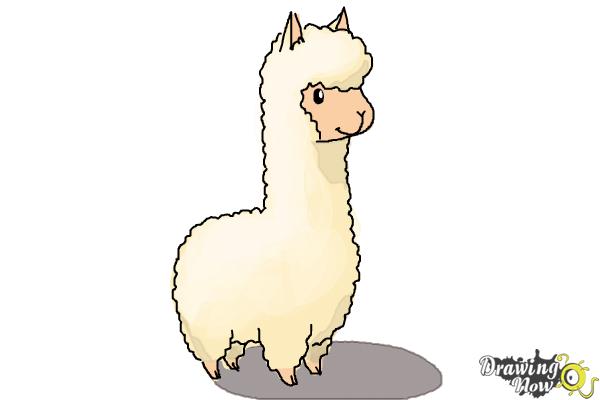 600x400 How To Draw A Llama For Kids - Llama Drawing