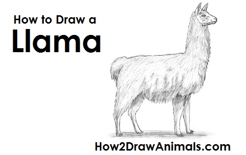 500x315 How To Draw A Llama - Llama Drawing